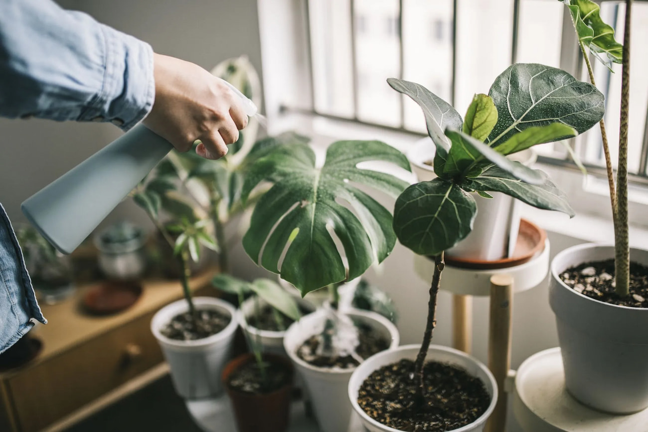 Humidifiers and Green Living